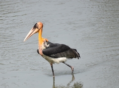 Greater Adjutant photo 5