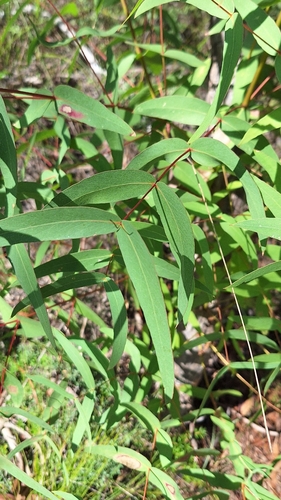 manna gum (Eucalyptus viminalis)