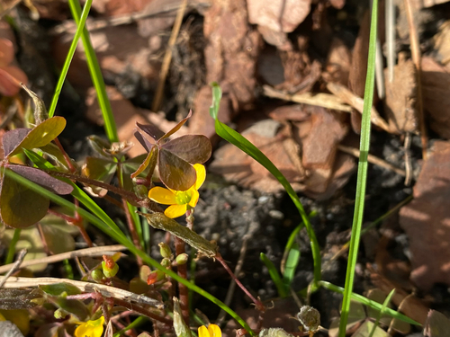 Common Yellow Oxalis (Oxalis stricta)