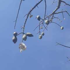 Ceiba