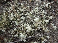 Cladonia convoluta
