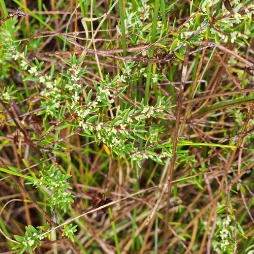 Bearded Heath (Styphelia ericoides)