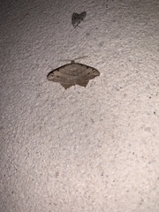 Macaria aequiferaria