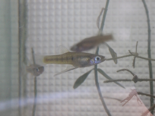 Singlespot Topminnow (Girardinus uninotatus) — Poeciliidae