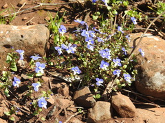 Veronica syriaca