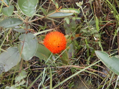 Gomphrena arborescens
