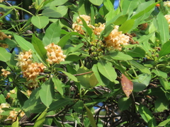 Fagraea fragrans