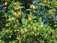 Fagraea fragrans