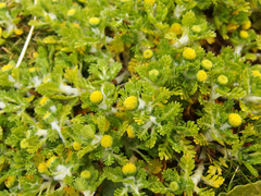 Leptinella lanata