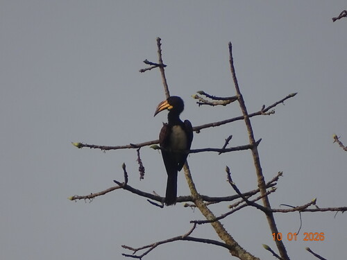 West African Pied Hornbill