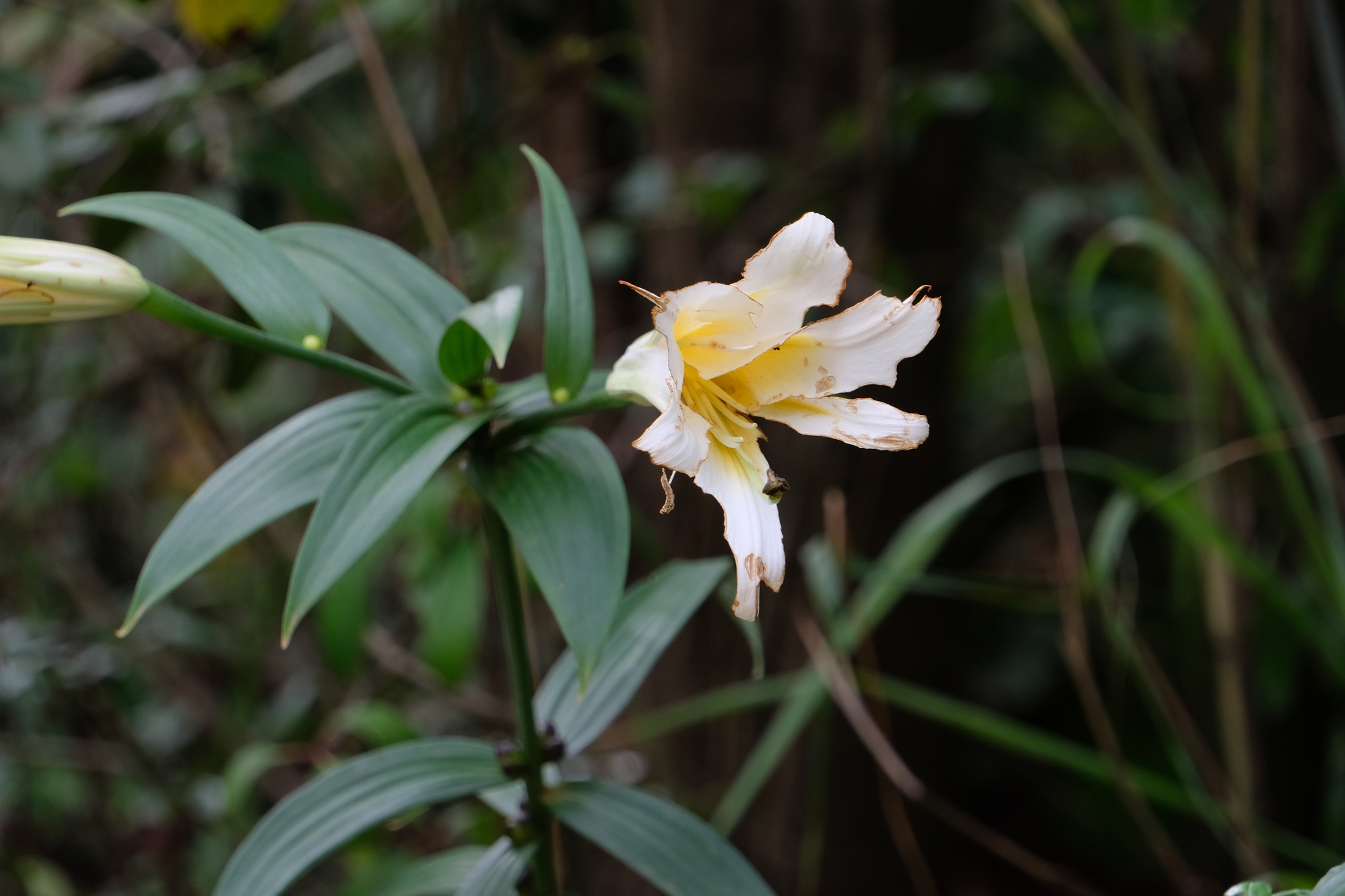 Lirio trompeta