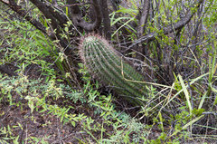 Echinopsis leucantha
