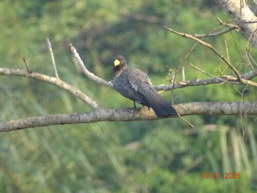 Western Plantain-eater
