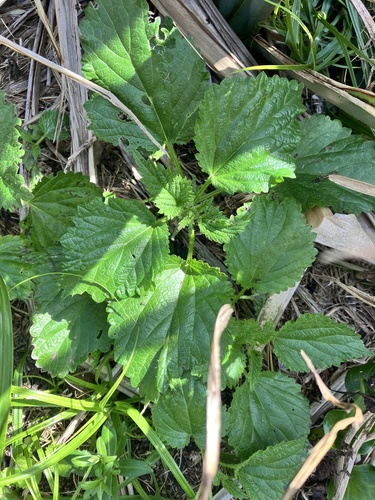Urtica australis, photograph 1