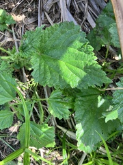 Urtica australis, photograph author not stated, no rights reserved