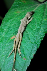 Anolis antonii