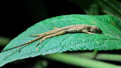 Anolis antonii