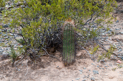 Echinopsis leucantha