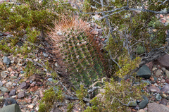 Echinopsis leucantha