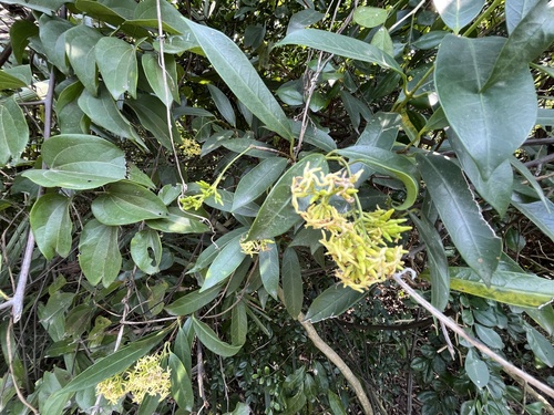 Anodendron affine, photograph 2