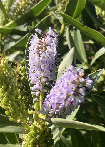 Dieffenbach's Koromiko (Veronica dieffenbachii)