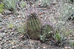 Echinopsis leucantha
