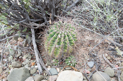 Echinopsis leucantha