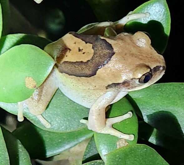 Leptopelis mossambicus Poynton, 1985