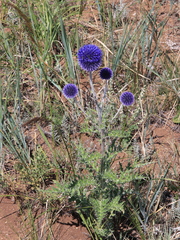 Echinops latifolius