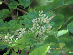 Dalbergia latifolia
