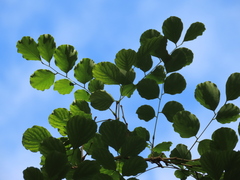 Dalbergia latifolia