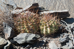 Echinopsis leucantha