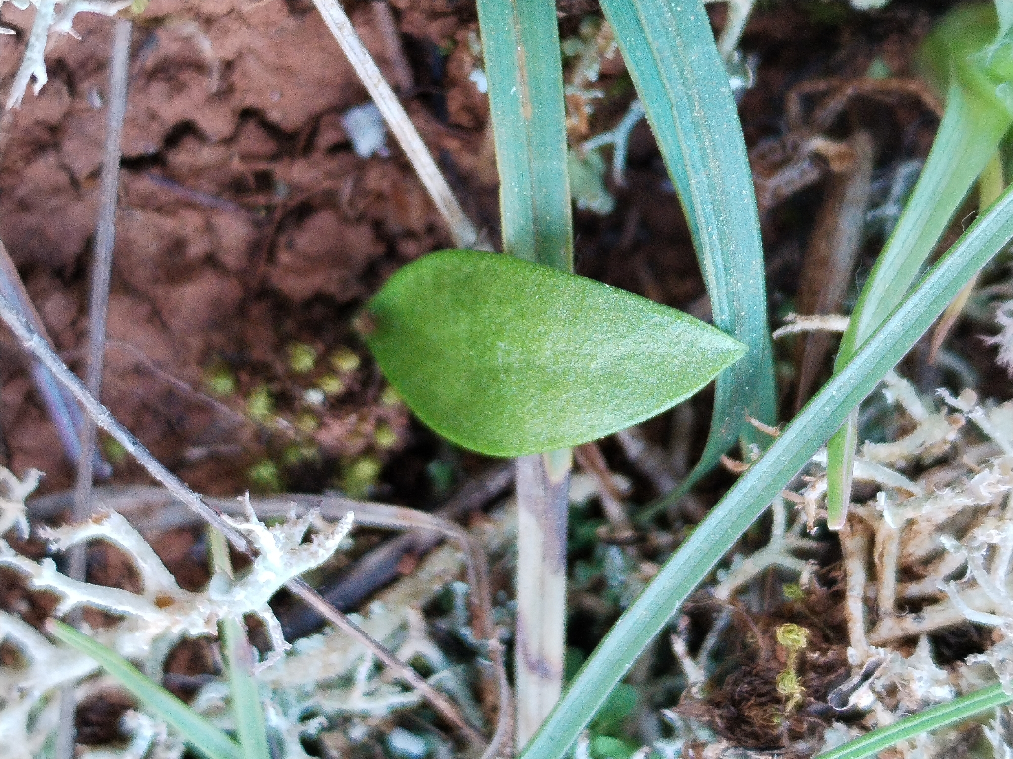 Small Adder's-Tongue (Ophioglossum azoricum)