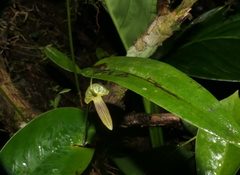 Pleurothallis ruberrima