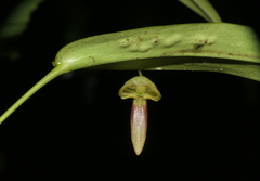 Pleurothallis ruberrima