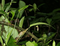 Pleurothallis ruberrima