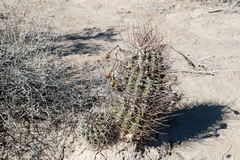Echinopsis leucantha