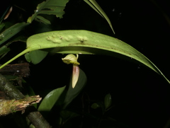 Pleurothallis ruberrima