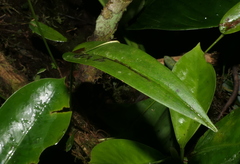 Pleurothallis ruberrima