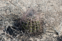 Echinopsis leucantha