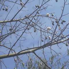 Ceiba