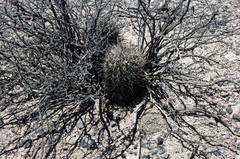 Echinopsis leucantha