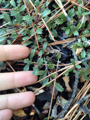 Ceanothus prostratus prostratus