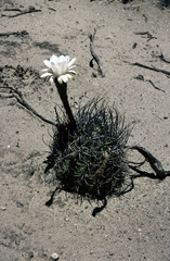 Echinopsis leucantha