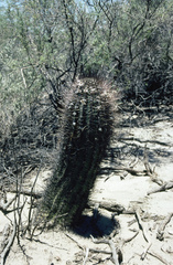 Echinopsis leucantha