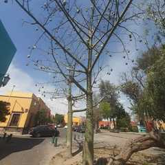 Ceiba
