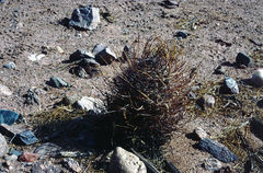 Echinopsis leucantha
