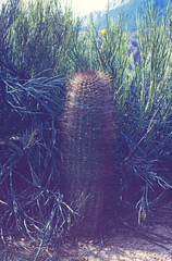 Echinopsis leucantha