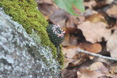 Mammillaria lloydii