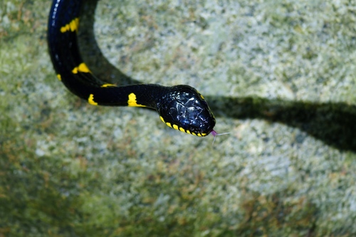 Western Mangrove Cat Snake